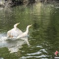 梦见买鸡吉林：罕见白鸬鹚连续两年“故地重游”